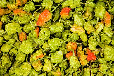 剧情向解谜冒险游戏《星之仪式：重制版》发售日公布 1月30日正式推出